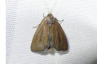 Coenobia rufa