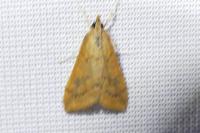 Udea ferrugalis