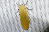 Wittia sororcula