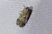 Acrobasis fallouella/glaucella