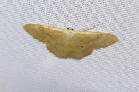 Idaea rubraria