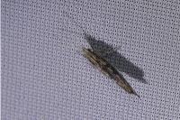 Ypsolopha scabrella