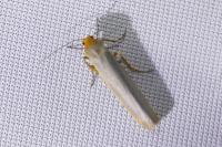 Eilema caniola