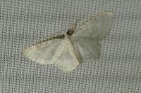 Asthena albulata