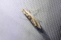 Ypsolopha scabrella