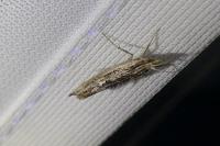Ypsolopha scabrella