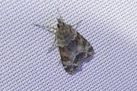 Eudonia mercurella