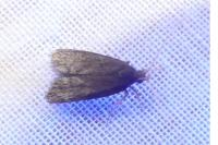 Homaloxestis briantiella