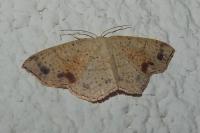 Cyclophora punctaria