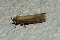 Oncocera semirubella