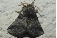 Thaumetopoea processionea