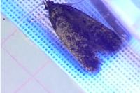 Homaloxestis briantiella