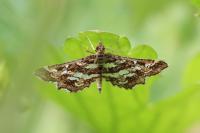 Diasemiopsis ramburialis