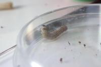 Myelois circumvoluta