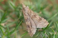 Nomophila noctuella