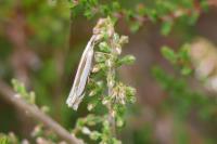 Crambus pascuella