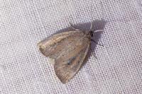 Coenobia rufa