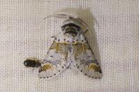 Furcula bifida