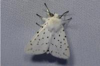 Spilosoma lubricipeda