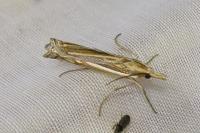 Ancylolomia tentaculella