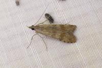 Nomophila noctuella