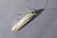 Crambus perlellus