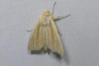Mythimna straminea