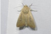 Leucania obsoleta