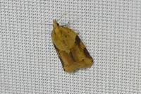 Clepsis spectrana