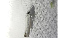 Yponomeuta rorrella