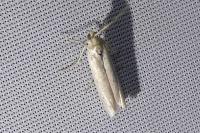 Crambus perlellus