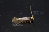 Cephimallota crassiflavella