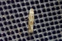 Bucculatrix bechsteinella