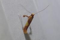 Caloptilia robustella
