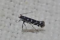 Parectopa ononidis