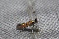 Phyllonorycter schreberella