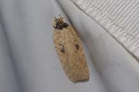 Agonopterix subpropinquella