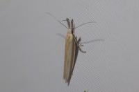 Pleurota aristella