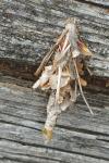 Canephora hirsuta