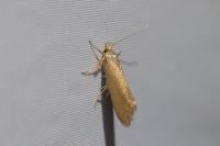 Crassa unitella