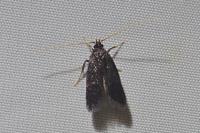 Eurodachtha siculella