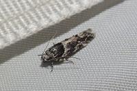 Recurvaria nanella