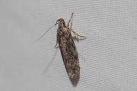 Carpatolechia fugacella