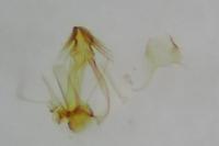 Carpatolechia fugacella