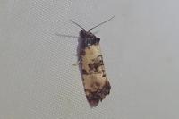 Cochylis atricapitana