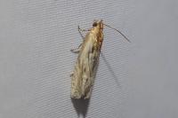 Eucosma cana