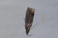 Cydia splendana