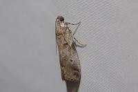 Acrobasis fallouella