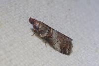 Acrobasis advenella
