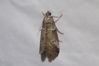 Acrobasis legatea